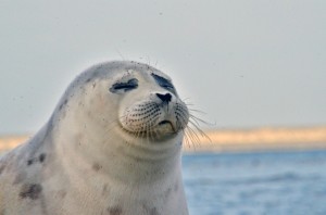 Create meme: caspian seal, seal , happy seal