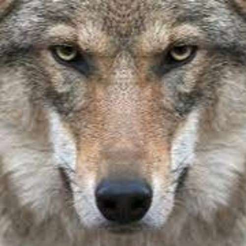Create meme: wolf wolf, grey wolf , auf wolf