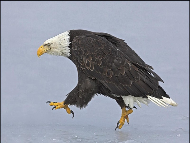 Create meme: eagle , bald eagle, bald eagle 