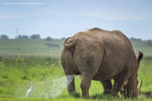 Create meme: Rhino pooping, elephant, the Northern white Rhino