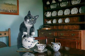 Create meme: invited to tea, tea time, cat 3
