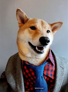 Create meme: Dog, fashionable dog, the breed is Shiba inu