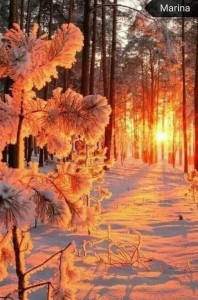 Создать мем: зима солнце, зимний закат, в зимнем лесу
