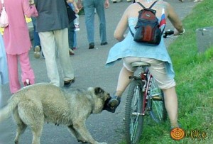 Создать мем: бродячие собаки, бездомные собаки, нападение собак