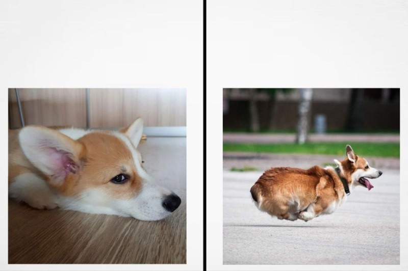 Create meme: corgi pembroke puppy, Welsh Corgi, puppy Welsh Corgi