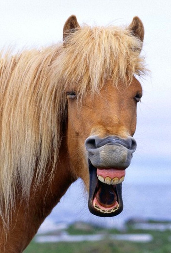 Создать мем "конь, horse, лошадь" - Картинки - Meme-arsenal.com