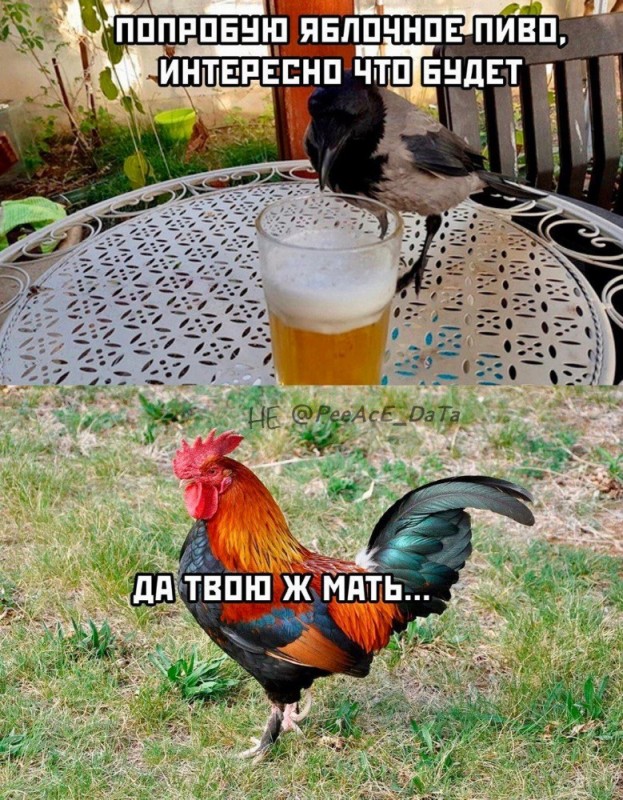 Create meme: cock dominant red, rooster , cock joke