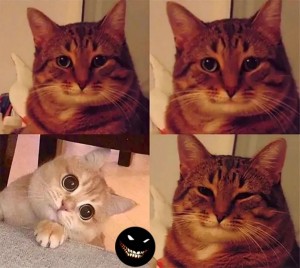 Создать мем: Кошка, кот мем, котейка