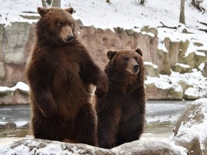 Создать мем: medvedi, brother bear, бурый медведь