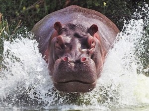 Create meme: animals Hippo, common Hippo, Hippo
