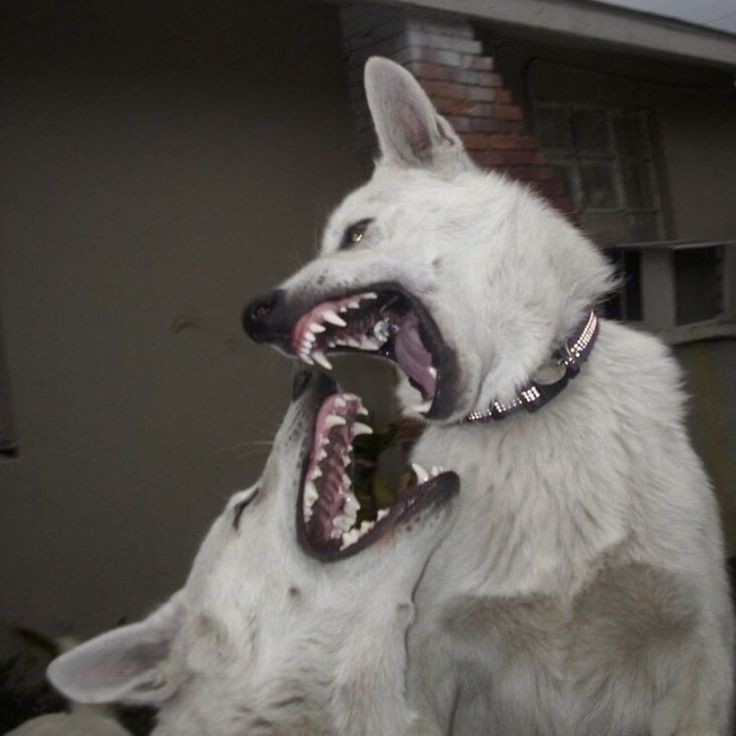 Создать мем: белая злая собака, бшо белая швейцарская овчарка эстетика, angry dog