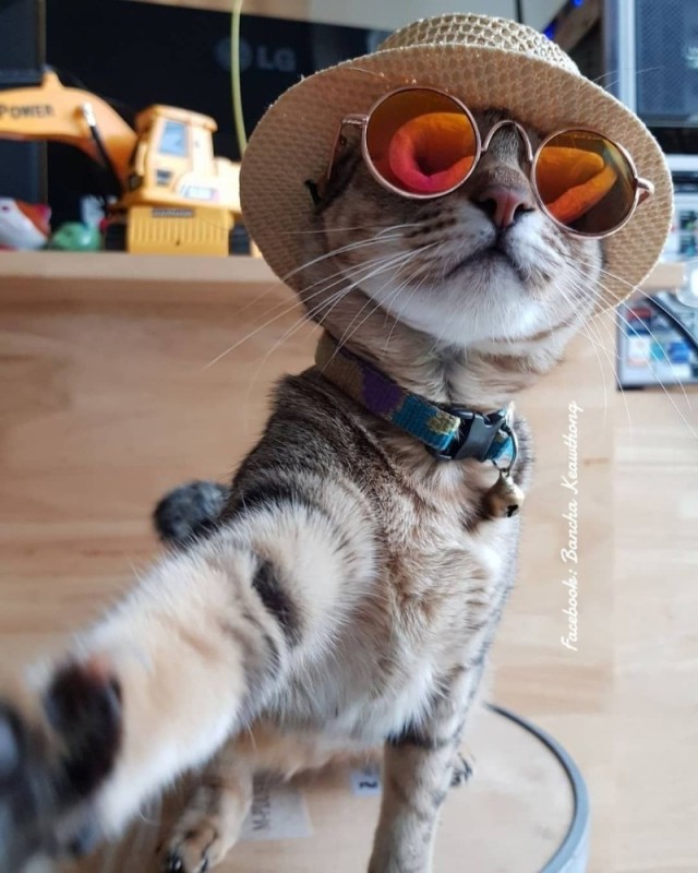 Создать мем: кот смешной, модный кот, кот в очках