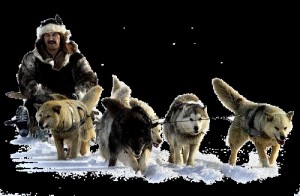 Create meme: sled dog race, Siberian husky, Beringiya