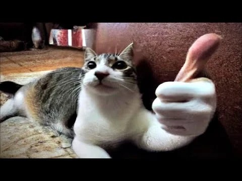 Create meme: funny animals , meme cat , lolcats