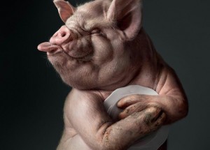 Создать мем: поросенок, крутой свин, смешная свинья арт