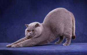 Создать мем: британский короткошерстный кот толстый, британец, британец кот