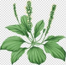 Create meme: plantain leaf, plantain, grass plantain