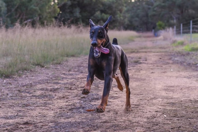 Create meme: doberman, doberman anubis, short - haired doberman