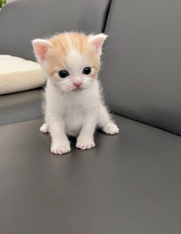 Create meme: adorable kittens, animals , kitty white