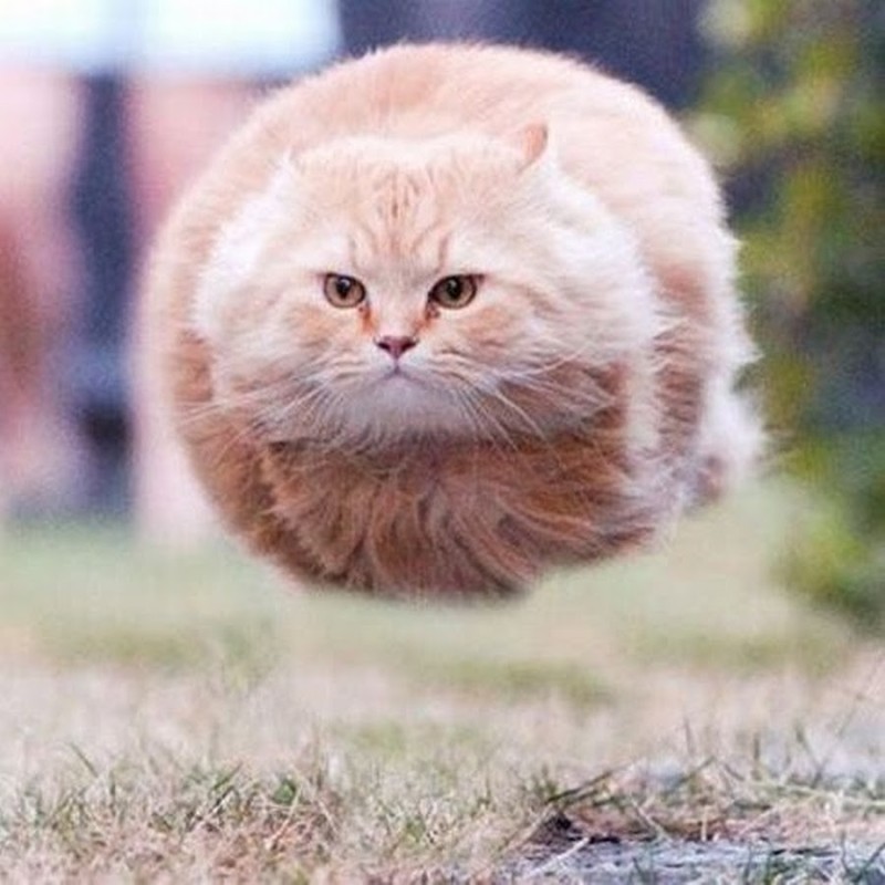 Создать мем: кот мем, круглый кот летит, летающие коты