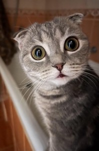 Create meme: funny cats, cat, surprised kitty