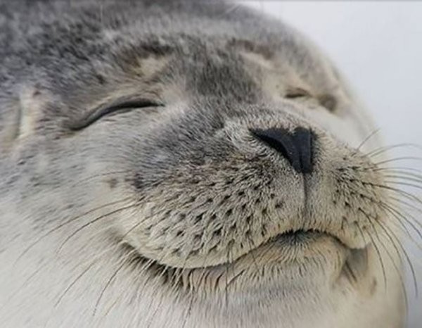 Create meme: happy seal, the seal is cute, seal 