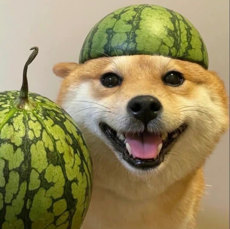 Create meme: a dog in a watermelon helmet, a dog with a watermelon on its head, a dog in a watermelon helmet