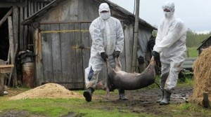 Create meme: African swine fever, swine fever