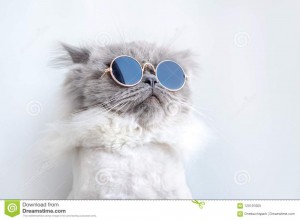 Создать мем: крутой кот на светлом фоне, очки для кошек, кот