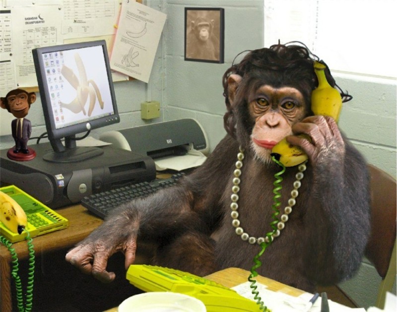 Создать мем: обезьяна с компьютером, смешные обезьяны, обезьяна за столом