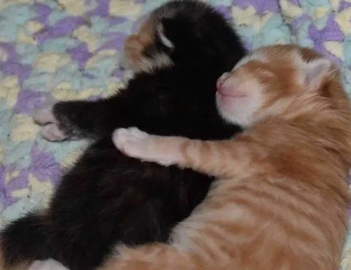 Create meme: adorable kittens, embracing seals, cute cats cuddling