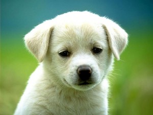 Создать мем: puppy, белый щенок, милые собачки