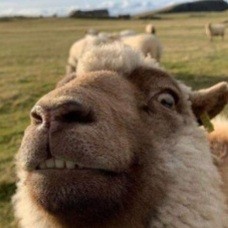 Создать мем: овца улыбается, козел беее, баран