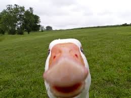 Create meme: the goose is angry, goose with open mouth, goose 