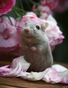 Создать мем: мышь декоративная, дамбо крыса, милая мышка