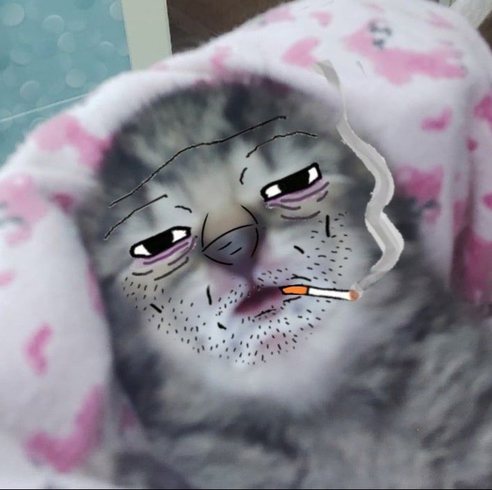 Create meme: Martha, the cat is getting high, cat 