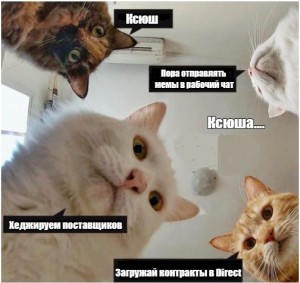 Создать мем: кот мем, мемы с котами, мемы с котами ты красивая