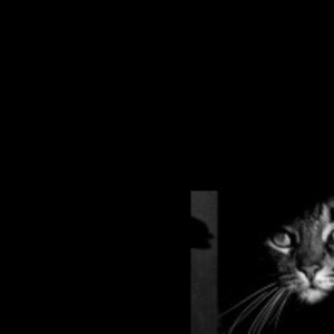 Create meme: cat black and white, cat