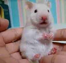 Create meme: Syrian hamster, hamster, hamster Syrian