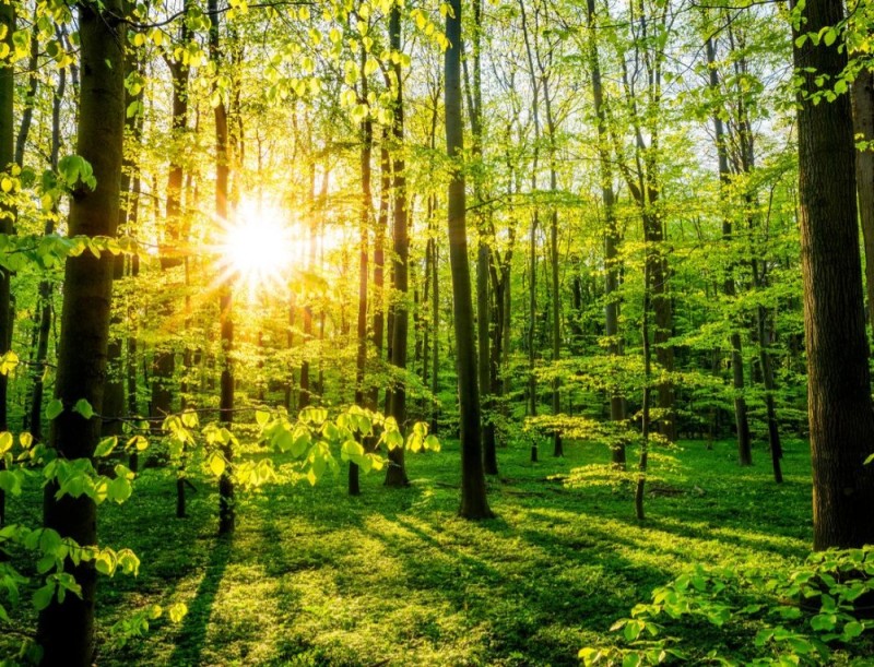 Создать мем: красивый зеленый лес, лес солнце, солнечный лес