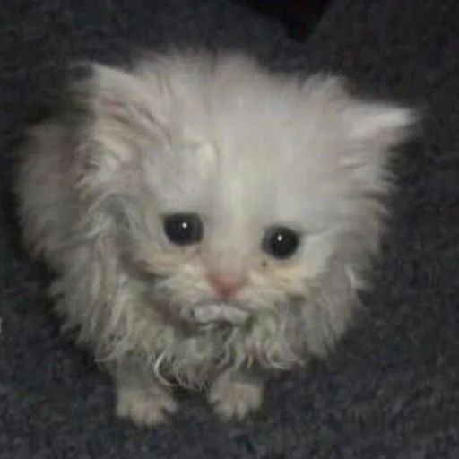 Create meme: kitten meme, cute cats , cats are small cute