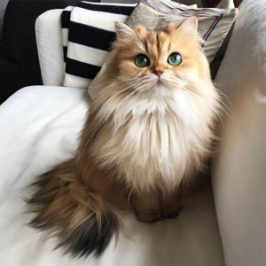 Create meme: long-haired cats, British longhair cat, British longhair cat smoothies