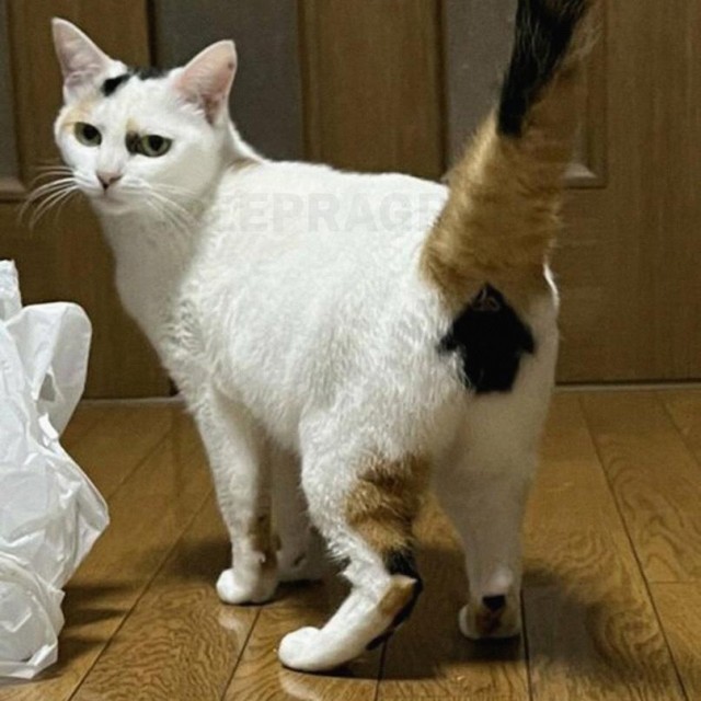 Создать мем: кошка сима, трёхцветная кошка порода, кошки с необычным окрасом