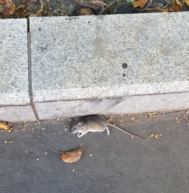 Создать мем: дохлая мышь, крыса, мышь уличная