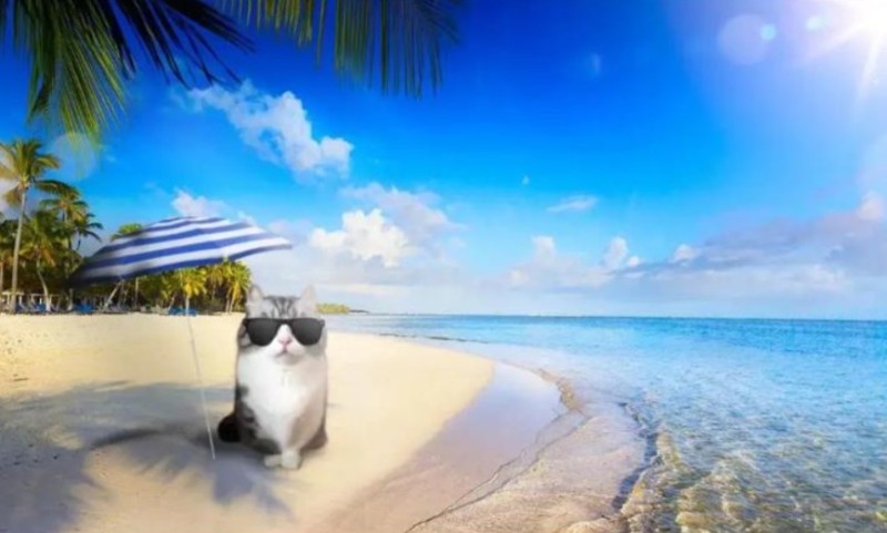 Создать мем: котик отдыхает, задний фон пляж, кот на море