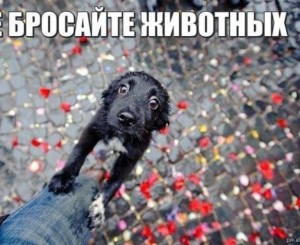 Create meme: animals, abandoned animals, dog pet