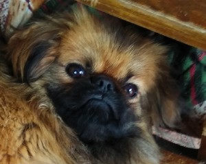 Create meme: breed Pekingese, dog Pekingese, Pekingese