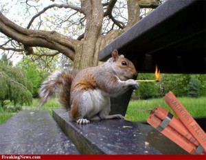 Create meme: squirrels in London, funny squirrels, photos of funny squirrels