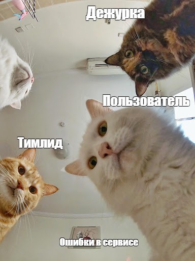 Create meme: memes with a cat, cats natasha meme, memes with cats and Natasha