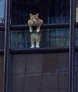 Create meme: cat in the window meme, cat , window 